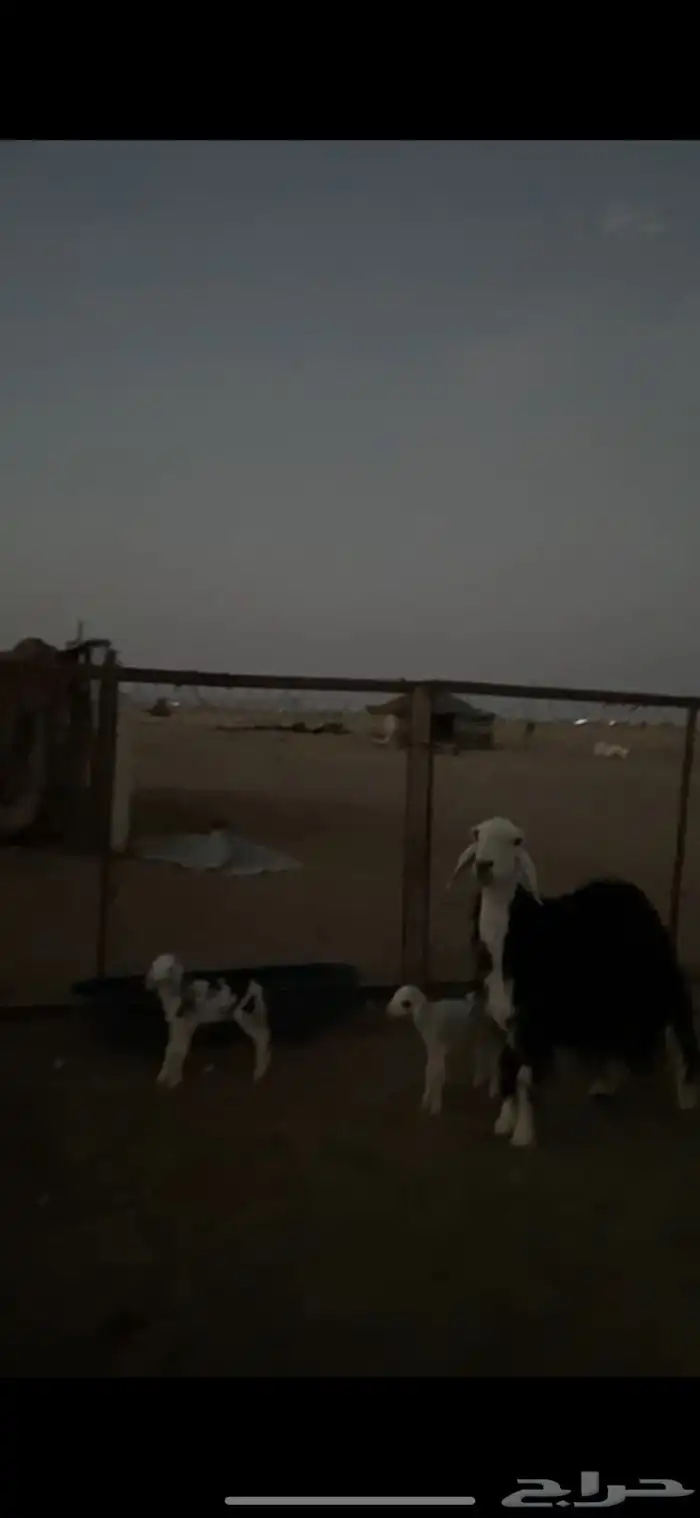 نجديه والد 0