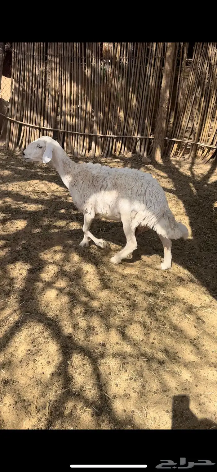 شاه دافع فحص سنار 1