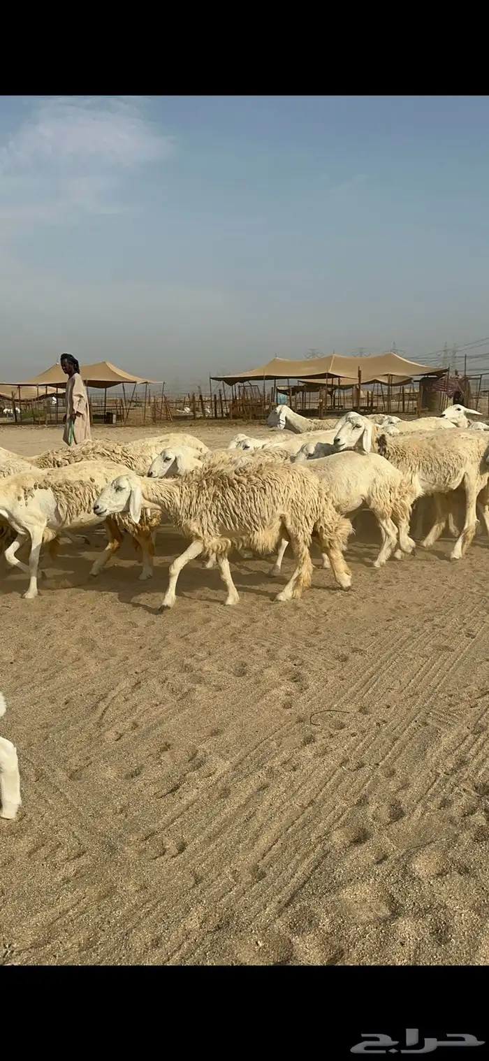 غنم حرية رخال صنف متابيع 60 تحتها 17 7