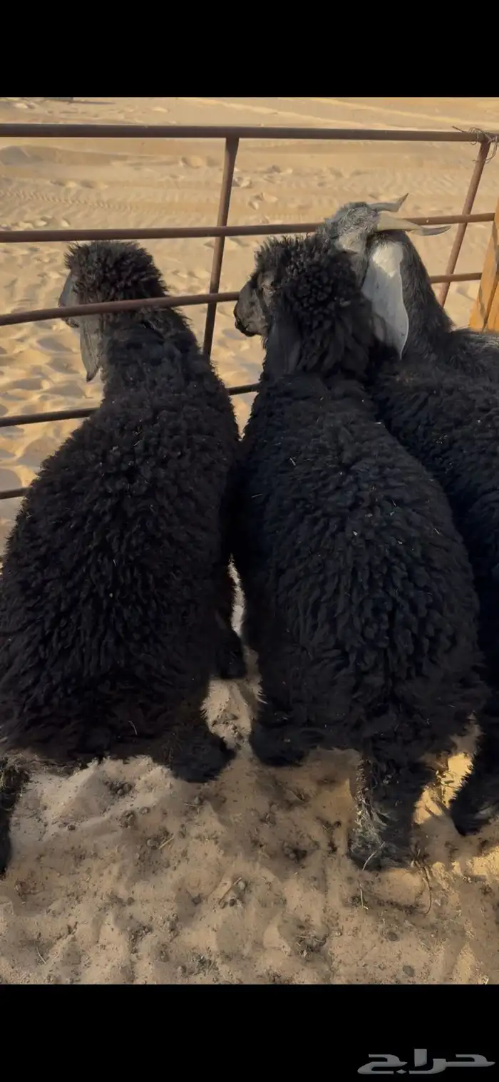 ارخال عرب سمان وطيبات 1