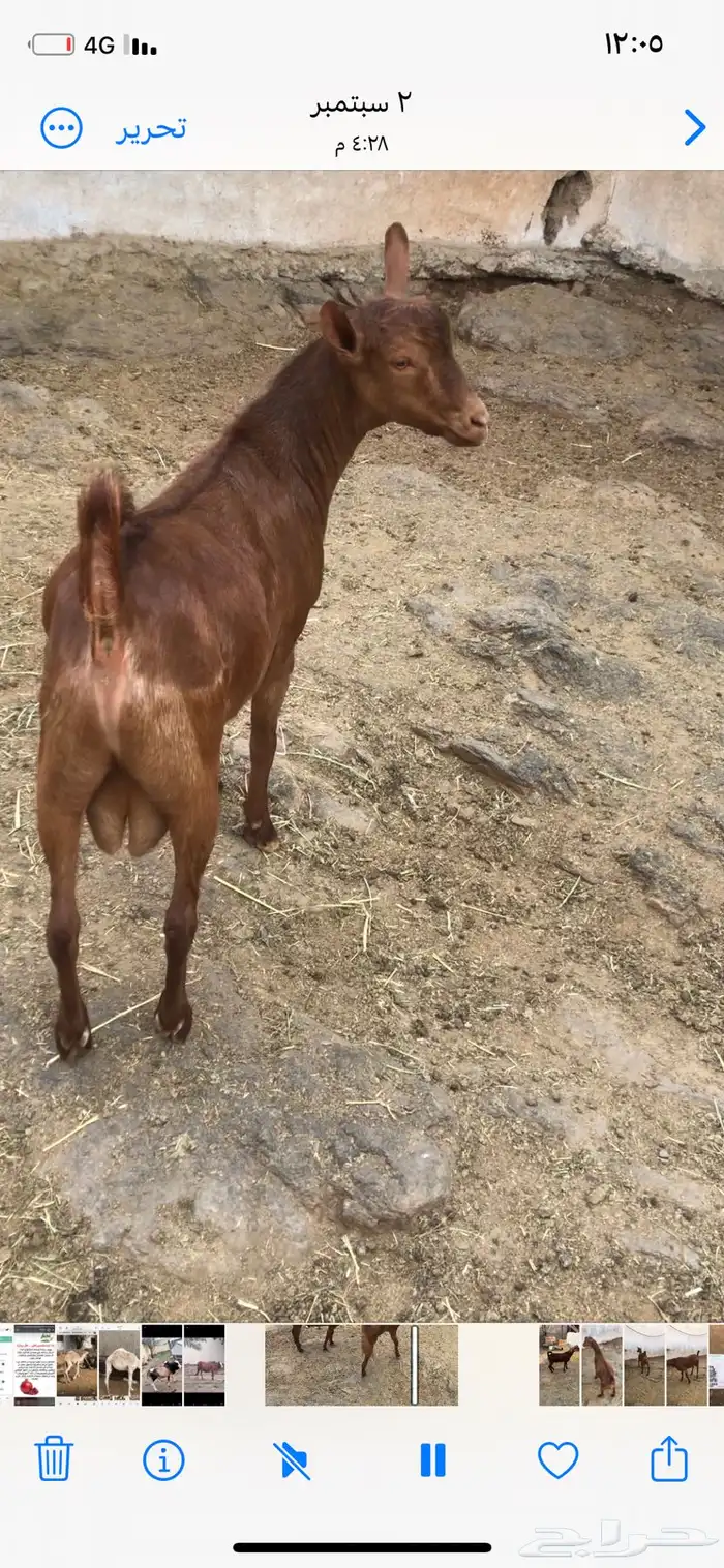 تيس فحل جذع ادهم نظيف 0