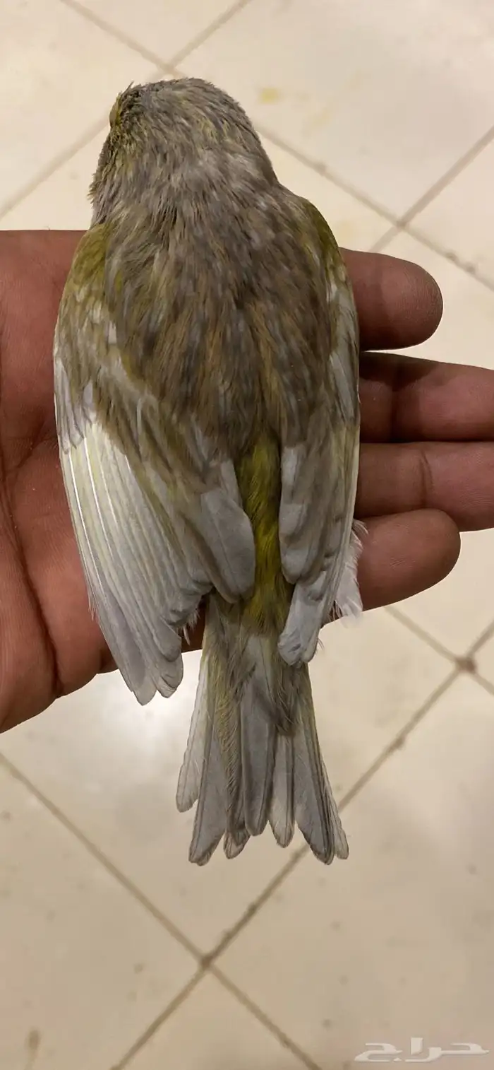 كناري فحول منتجه الون مشمشي بصلي جاسب 1