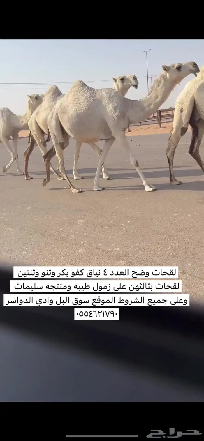 نياق لقحات وضح العدد 4 1