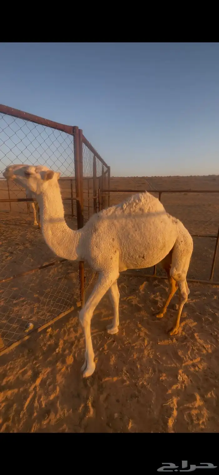 قعود اوضح 0