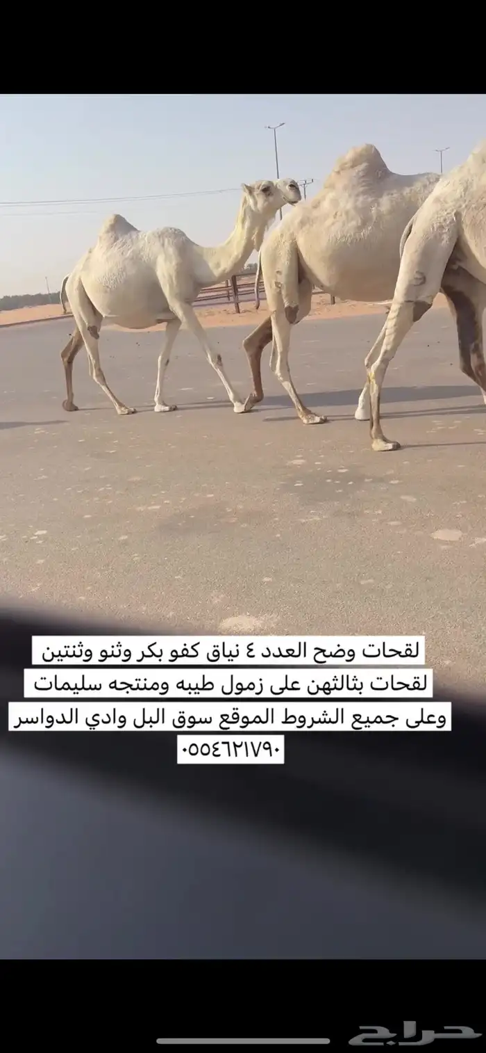 نياق لقحات وضح العدد 4 2