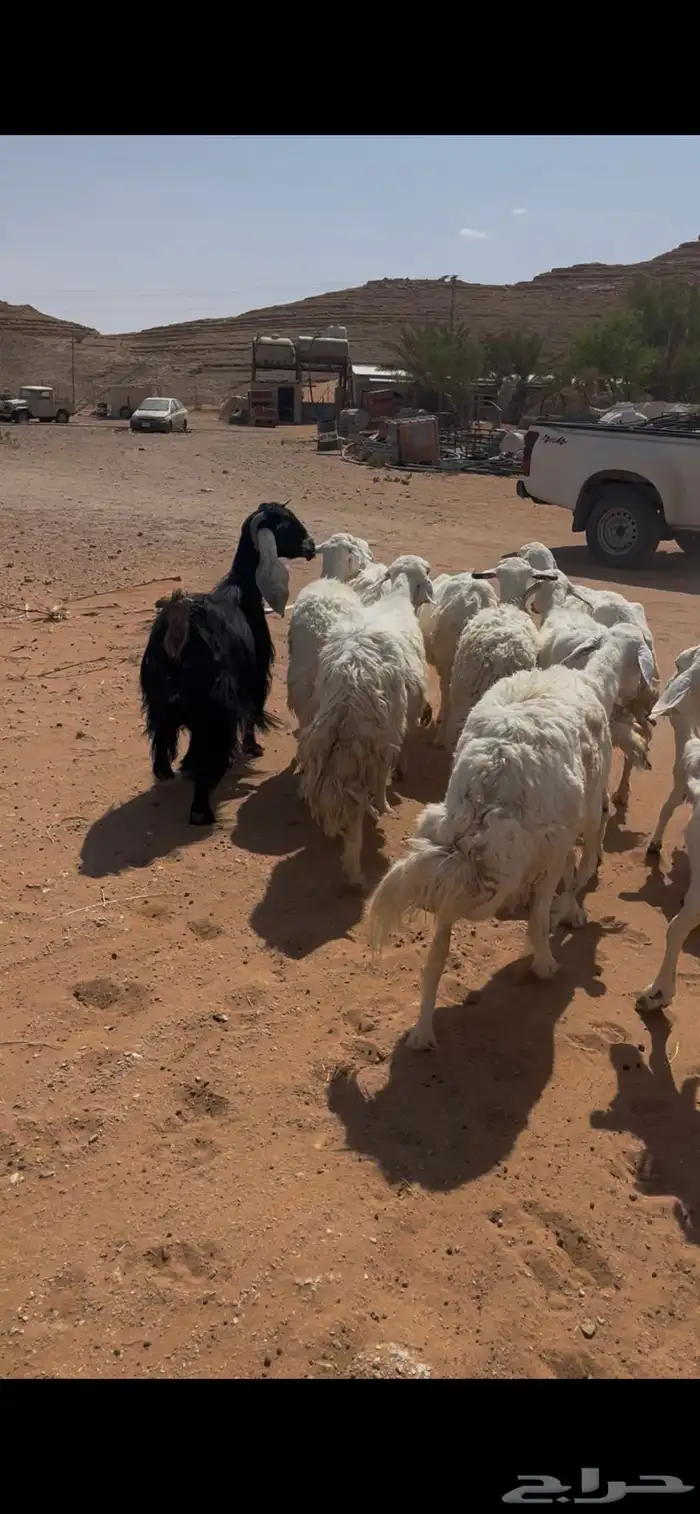 للبيع غنم حريات 0