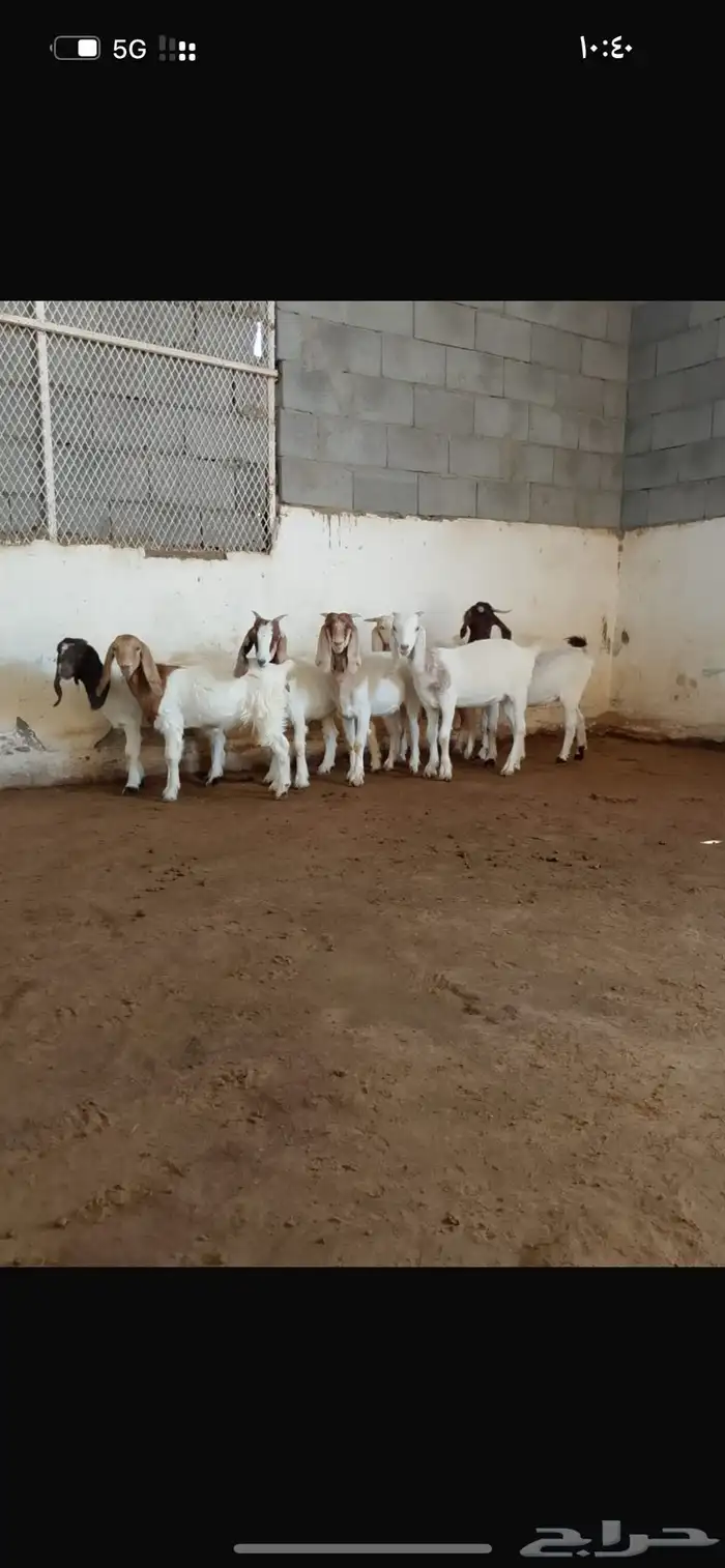 جفار هجين بورقوت 2