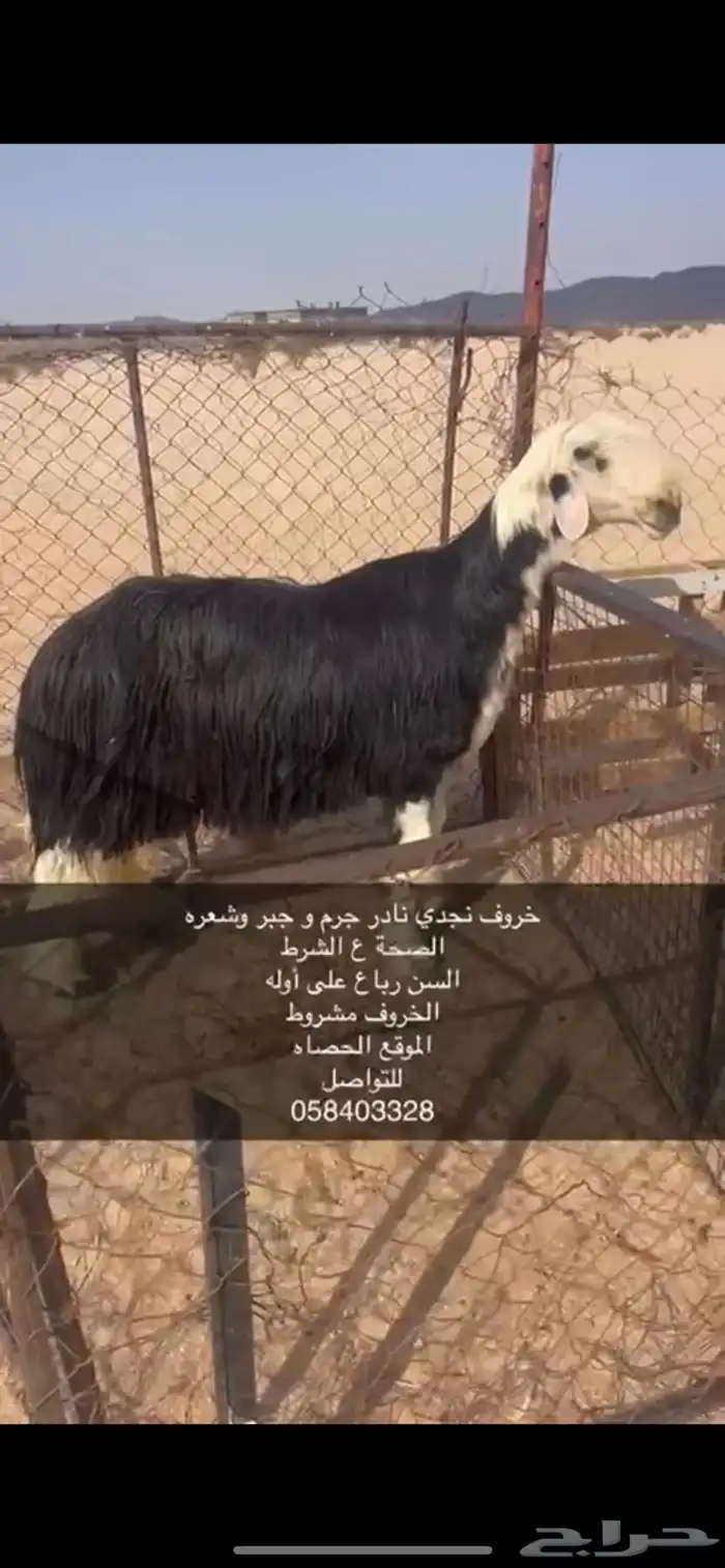 فحل نجدي حارر 0