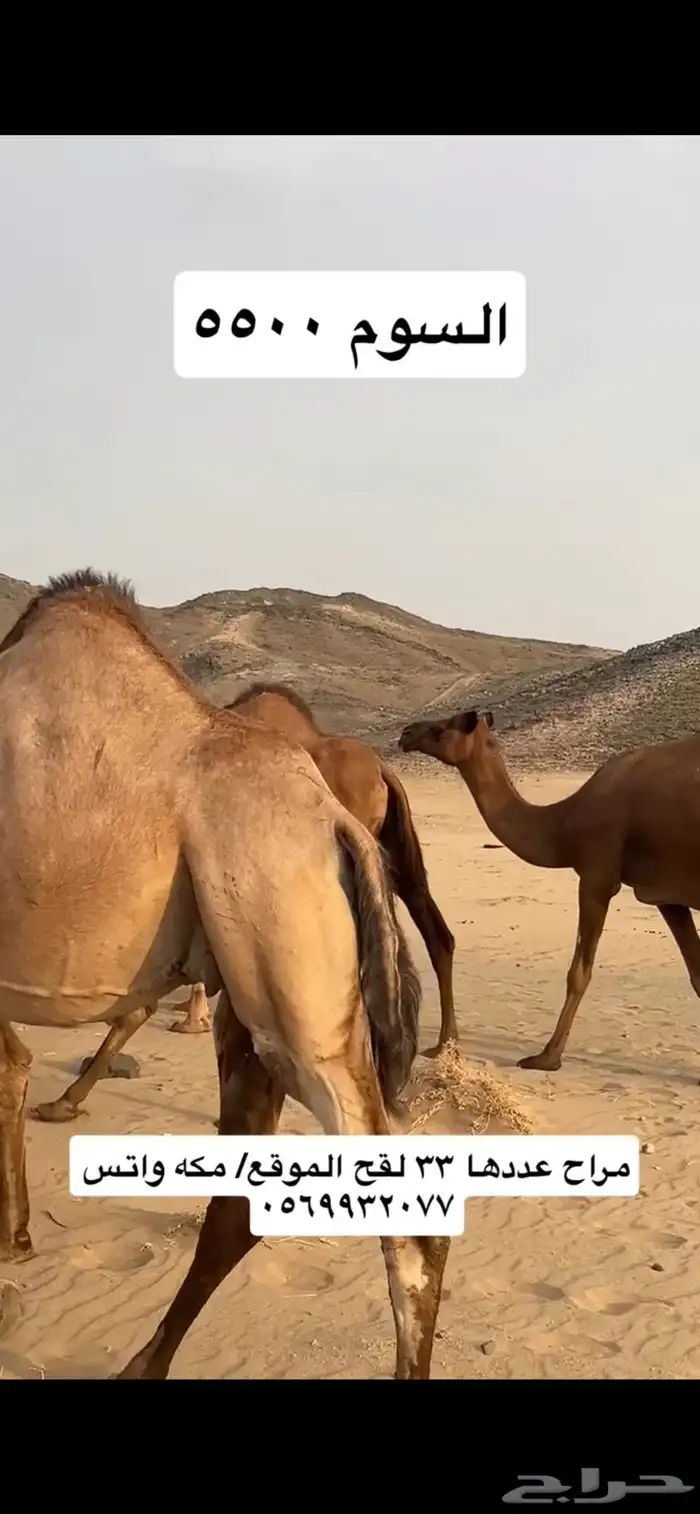 ابل نياق سواحل(( تم البيع )) 8