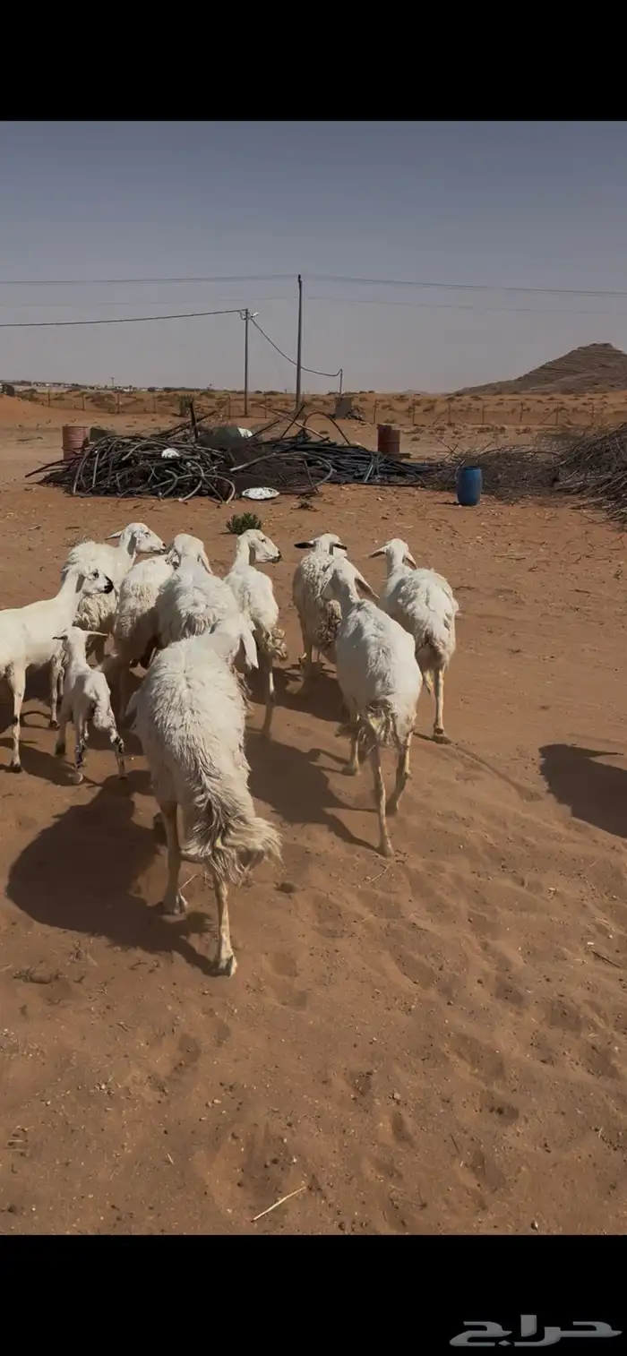 للبيع غنم حريات 2