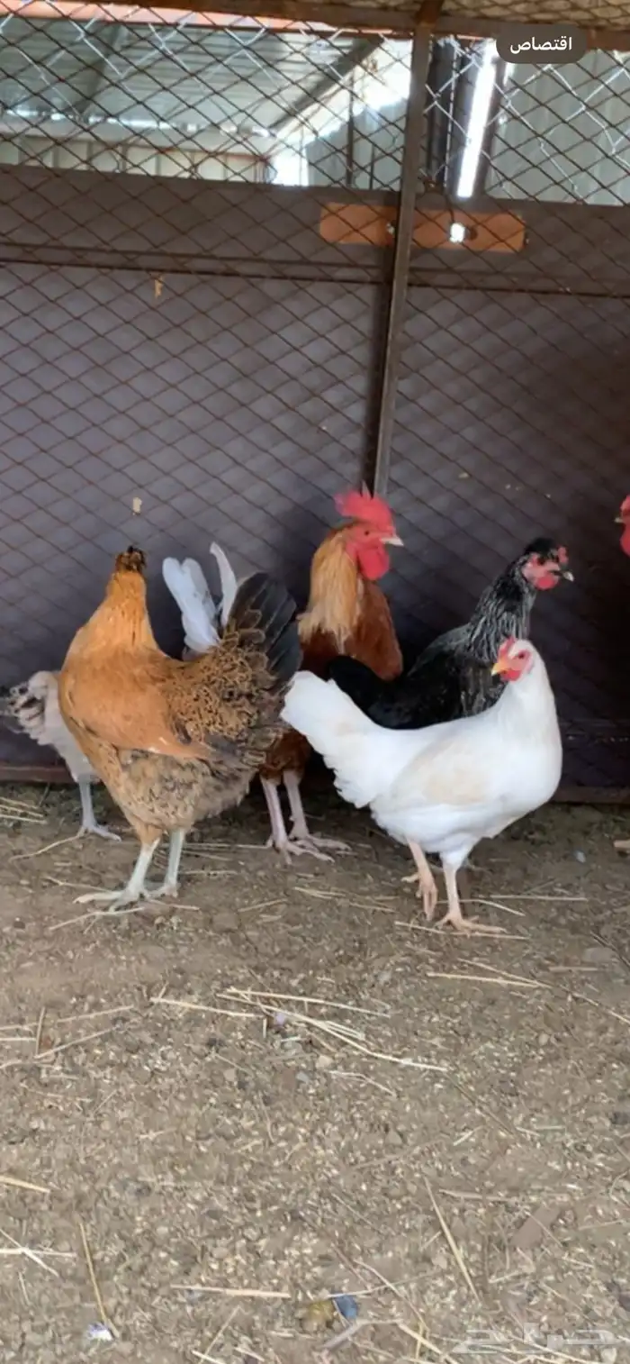 دجاج بلدي للبيع 2