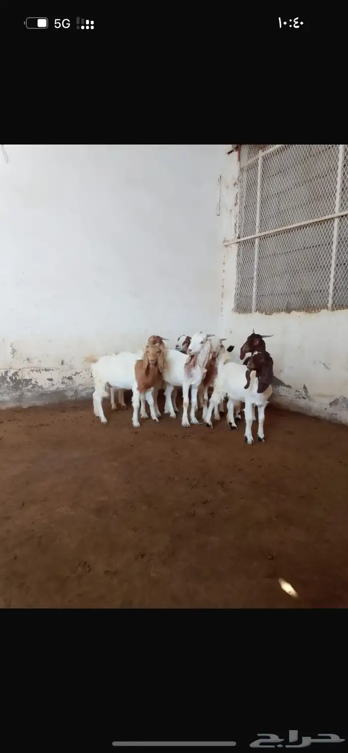 جفار هجين بورقوت 0