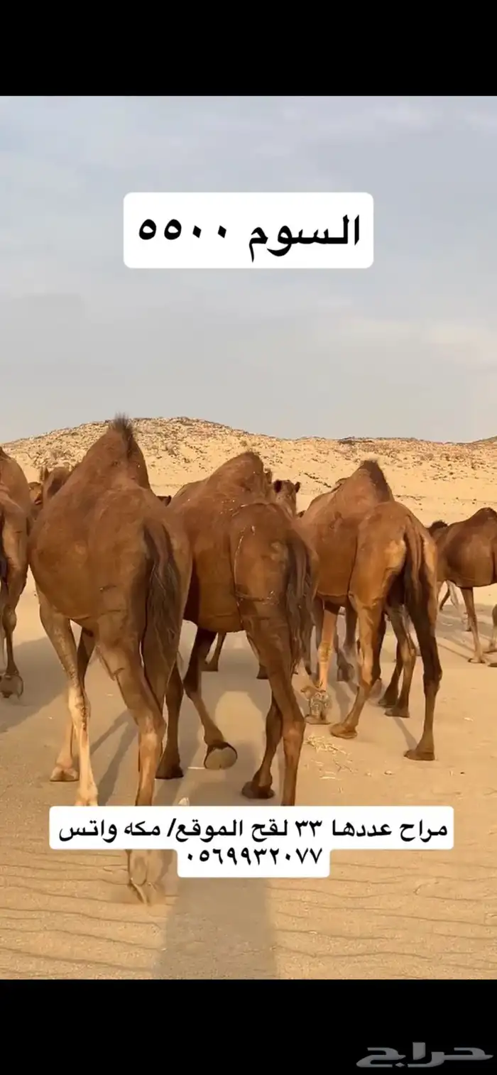 ابل نياق سواحل(( تم البيع )) 3