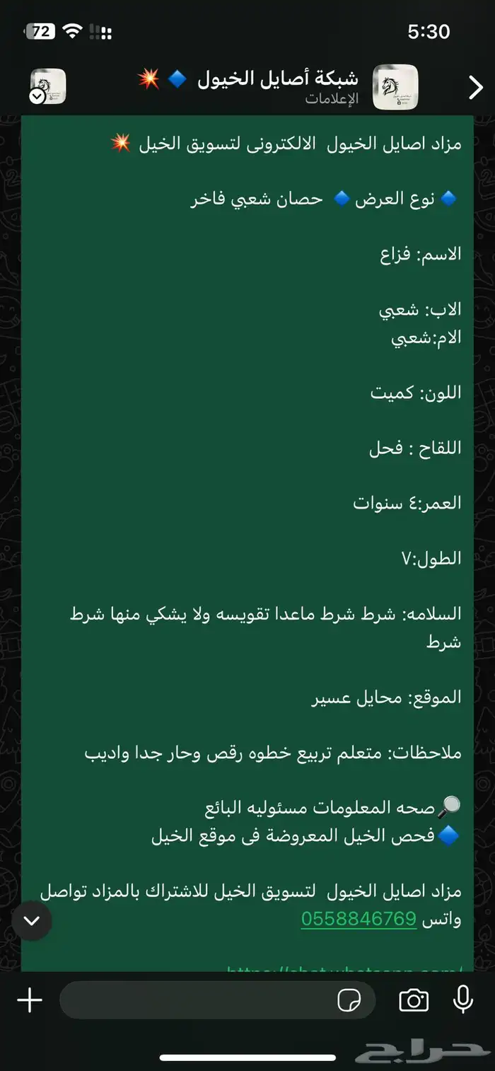 حصان شعبي حاار 3