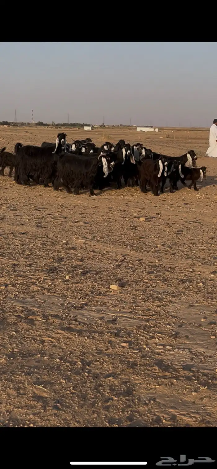 للبيع معزا عوارض 0