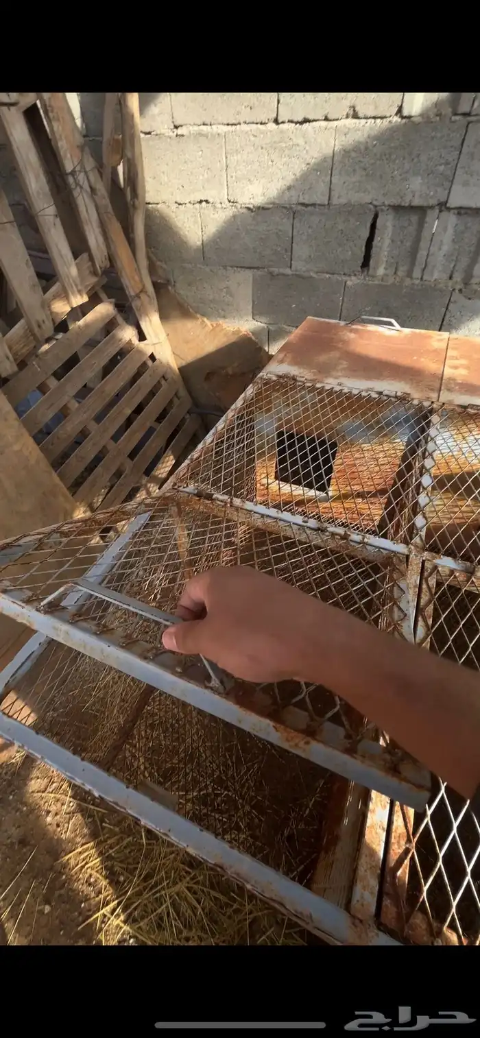 بطاريات ارانب للبيع 2