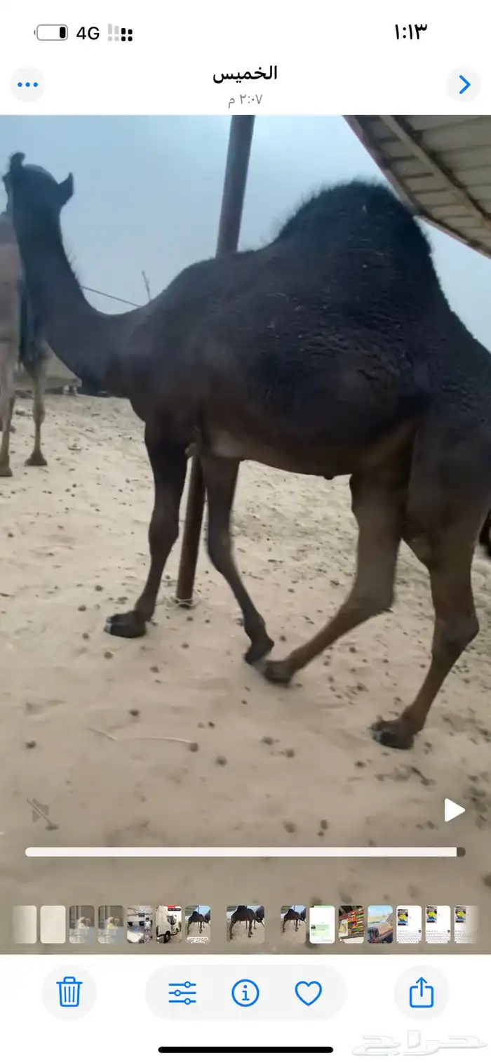 قعود للبيع تحت امه عمره 9 شهور. سيم (9000)آلف 0