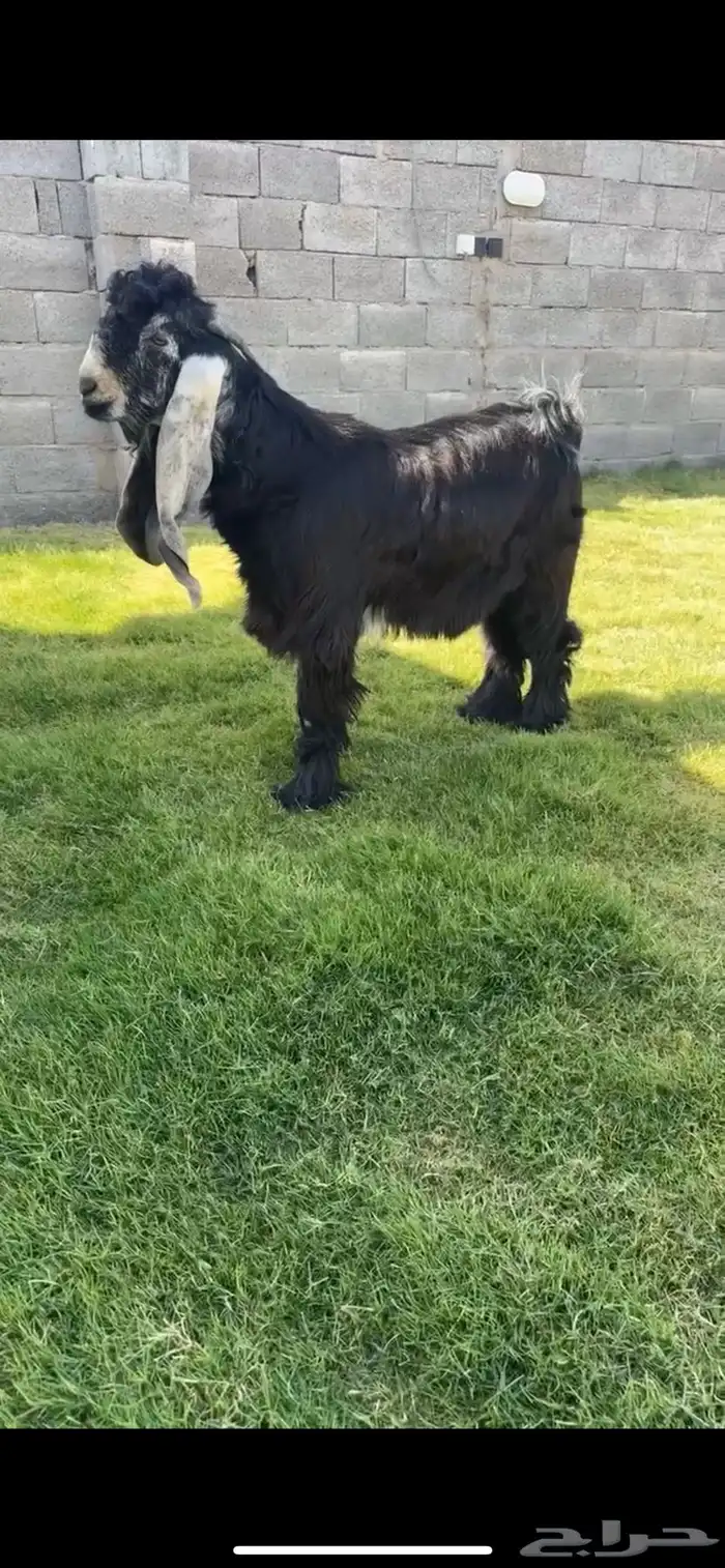 تيس عارضي خصم الخصم. تم البيع 0