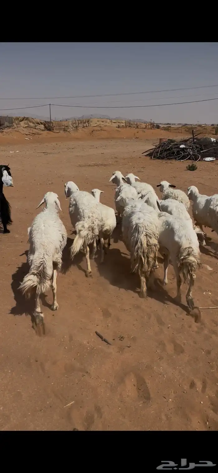 للبيع غنم حريات 5