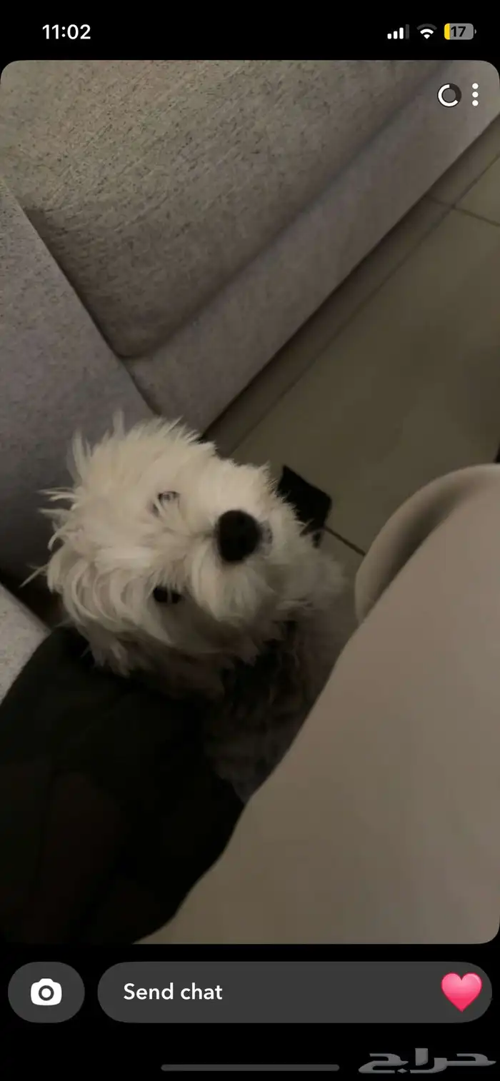 puppy maltese 1