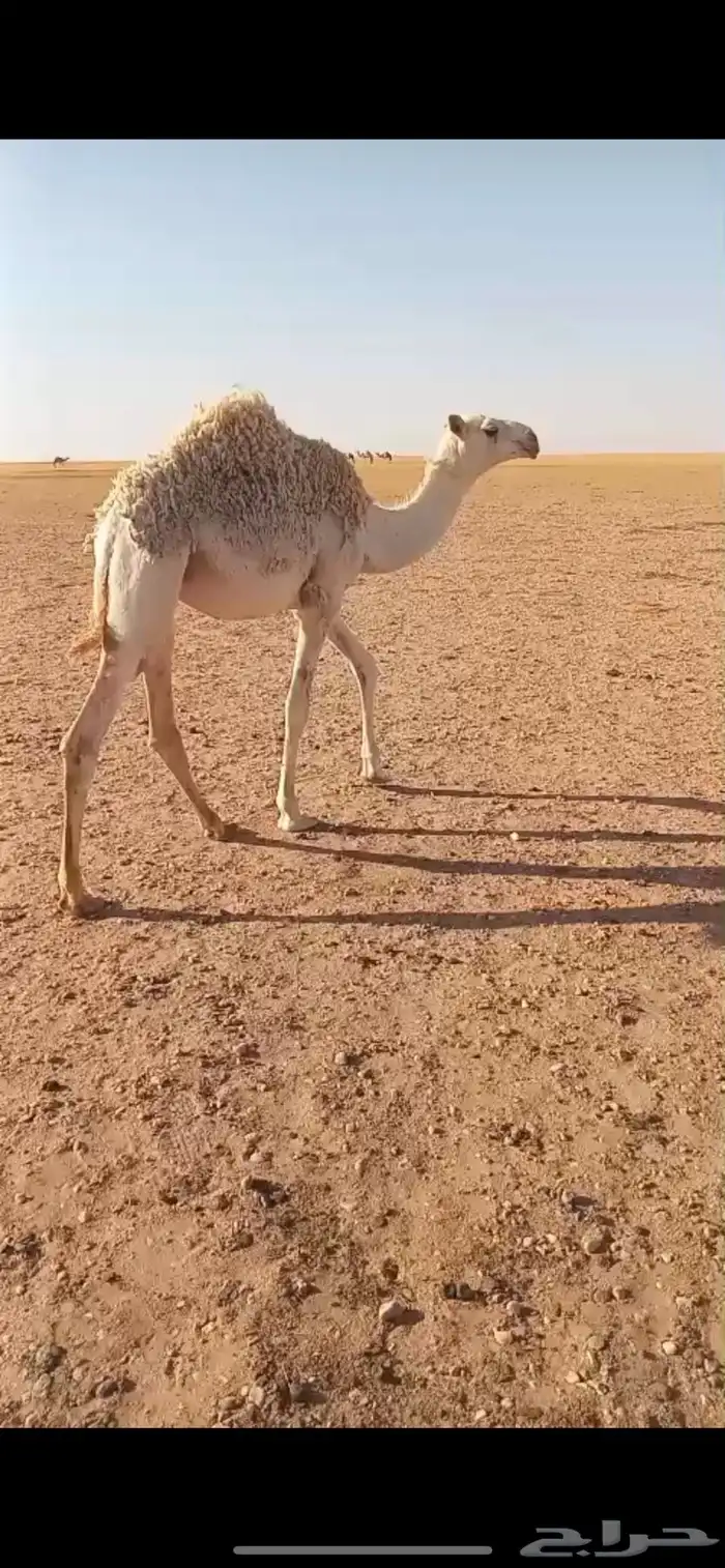 للبيع عشراء وضحاء تحتها بكره طيبه عمرها 6 شهور وفوق 3
