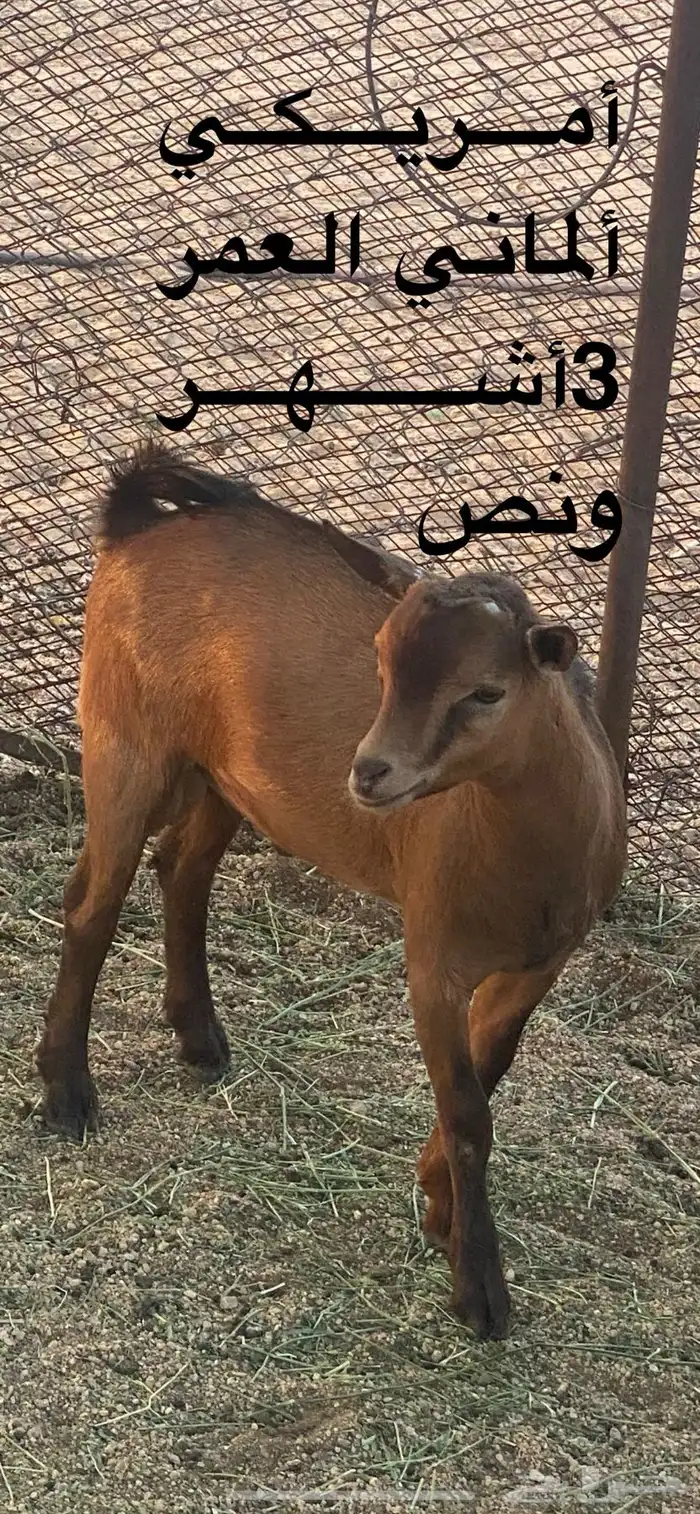 تيوس قزميه 0