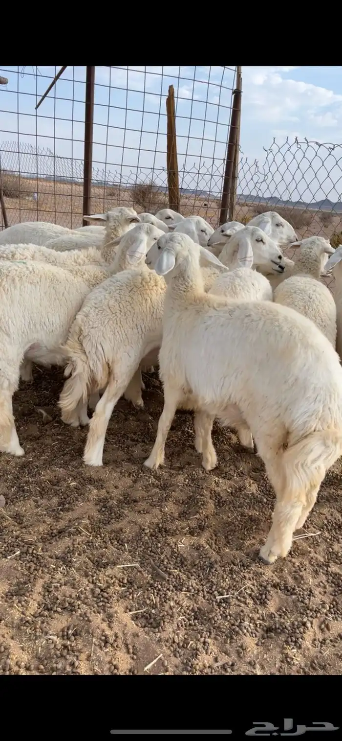 رخال جذعات 1