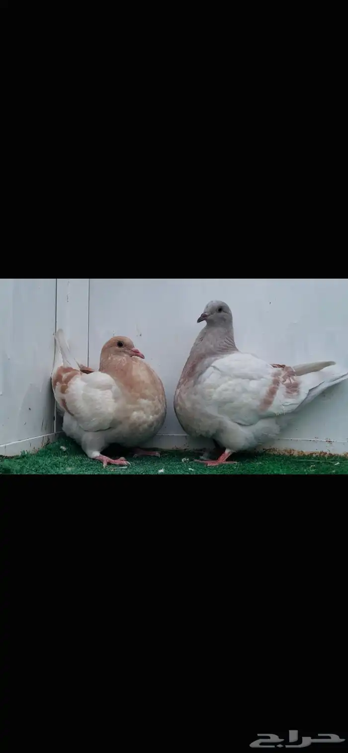 طبات تاكسن top 0