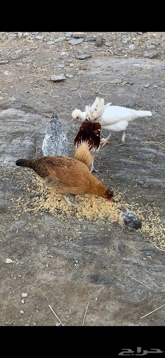 دجاج بلدي للبيع 0