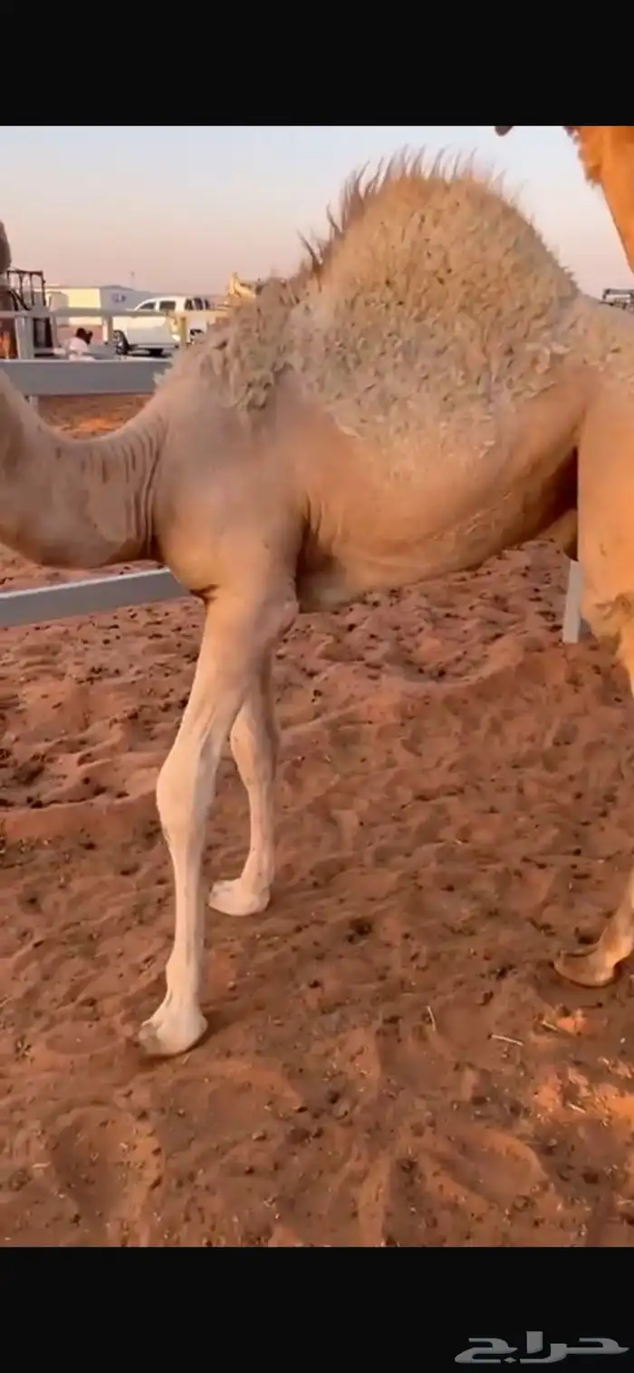 حاش 1