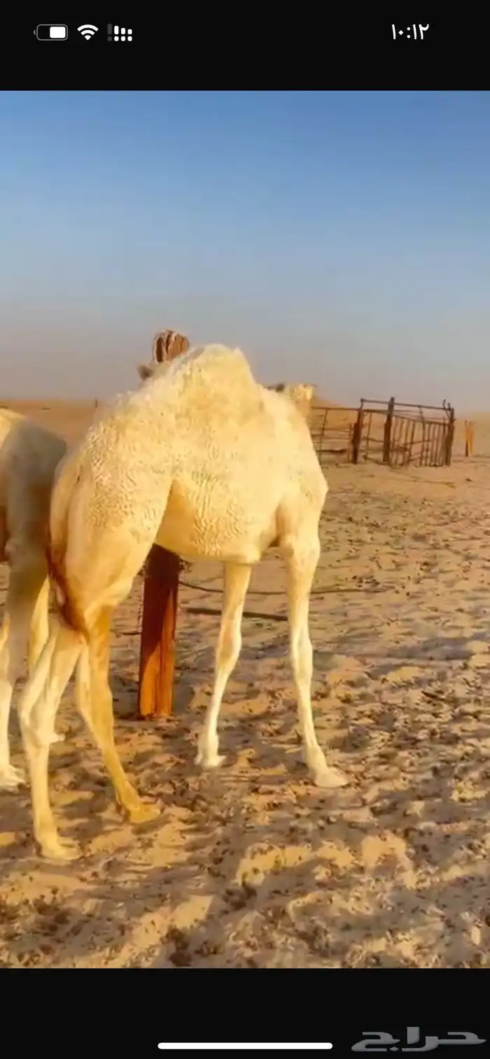 قعود قصب 0