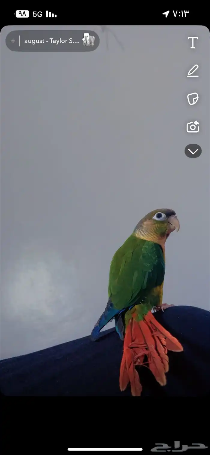 للبيع كنيور يلو سايد اليف مايعرف العض 1