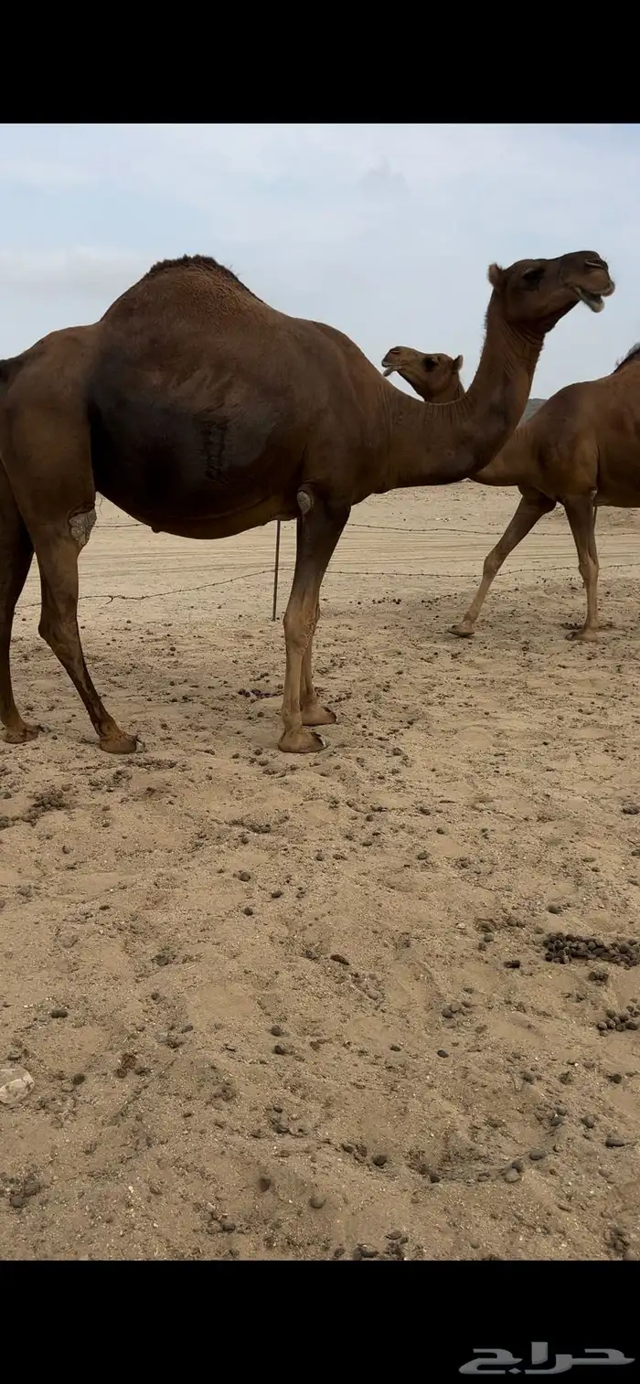 نياق سواحل حمر دهم ملاقي 0