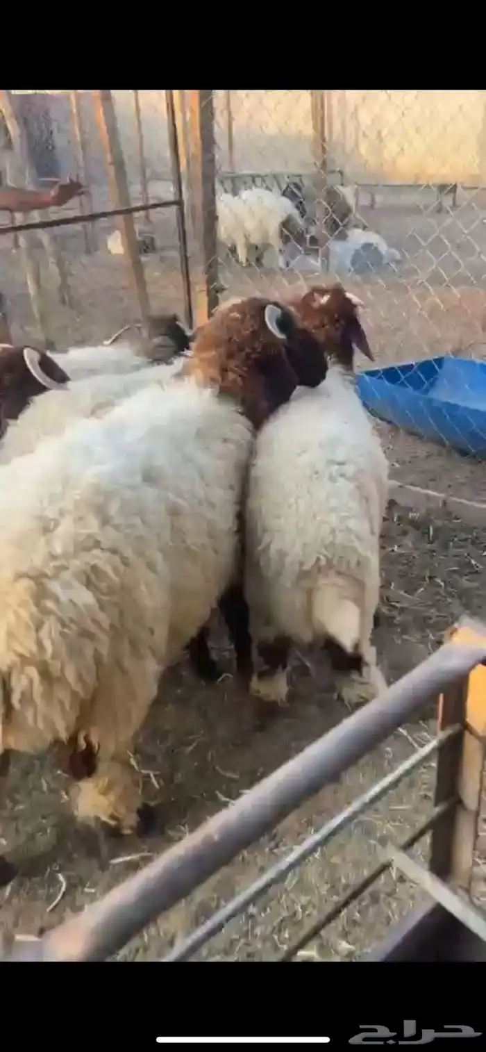 للبيع طليان نعيم بلدي شرط (( تم البيع )) 2