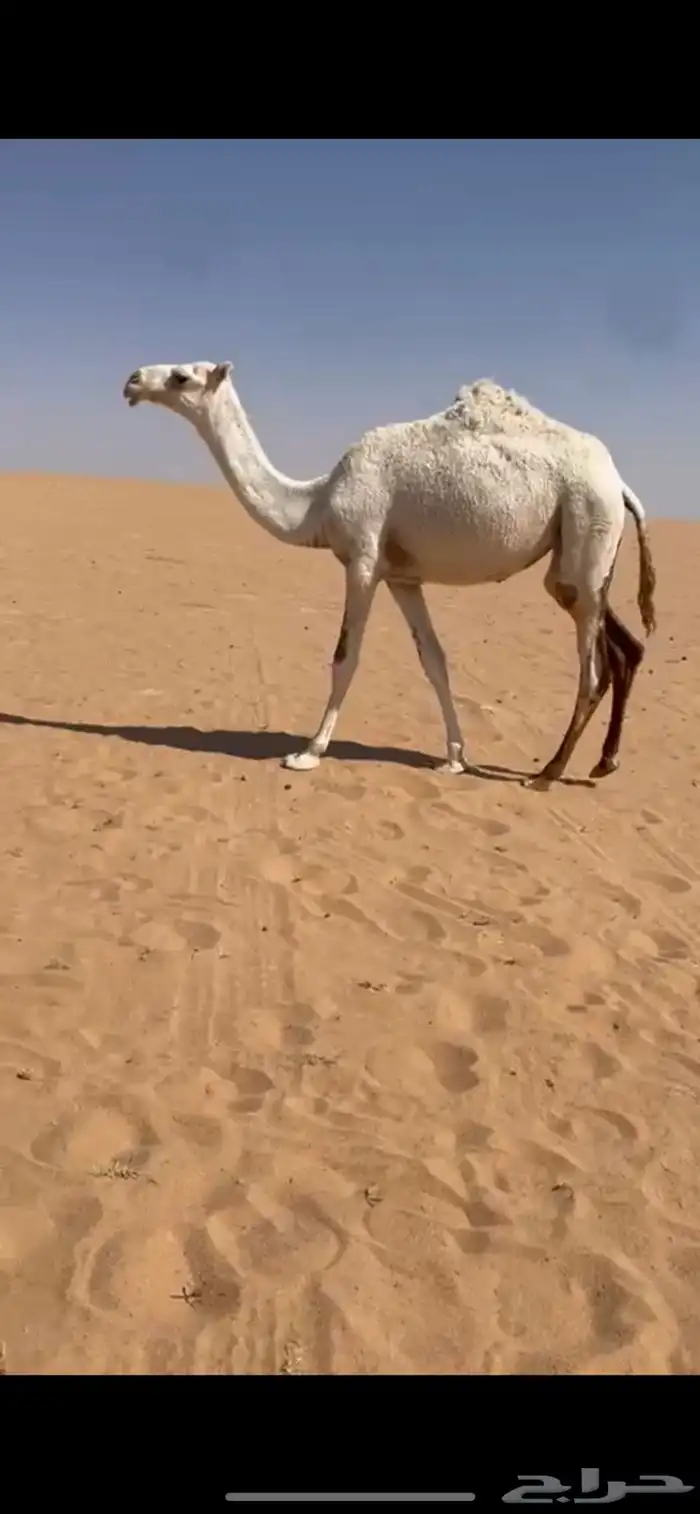 بكره مفروده تحقق موقعه شمال خط الدوادمي مع البيب 0