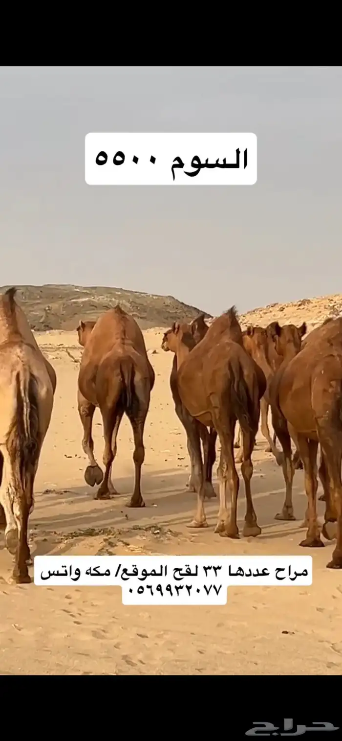 ابل نياق سواحل(( تم البيع )) 11