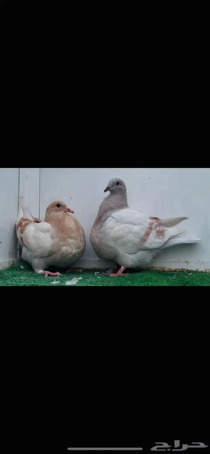 طبات تاكسن top 2