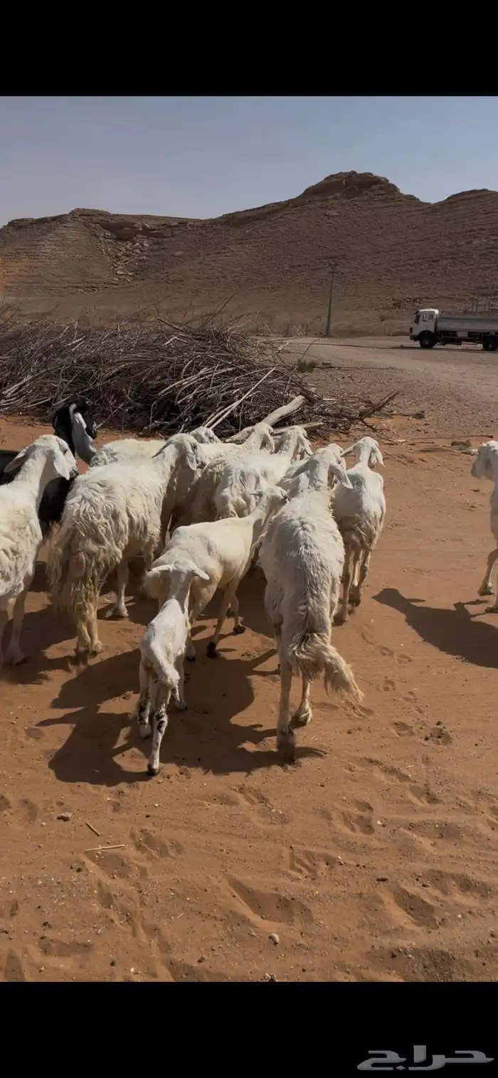 للبيع غنم حريات 1