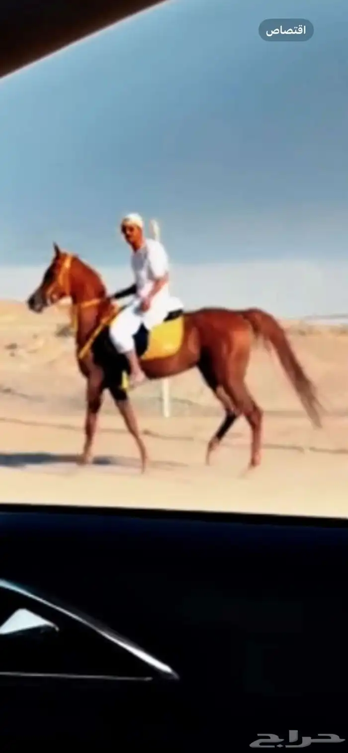 للبيع مهره شعبيه الاب واهو 5