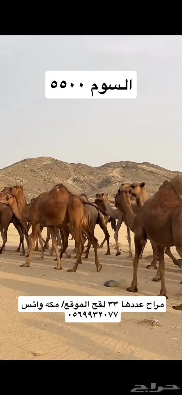 ابل نياق سواحل(( تم البيع )) 7