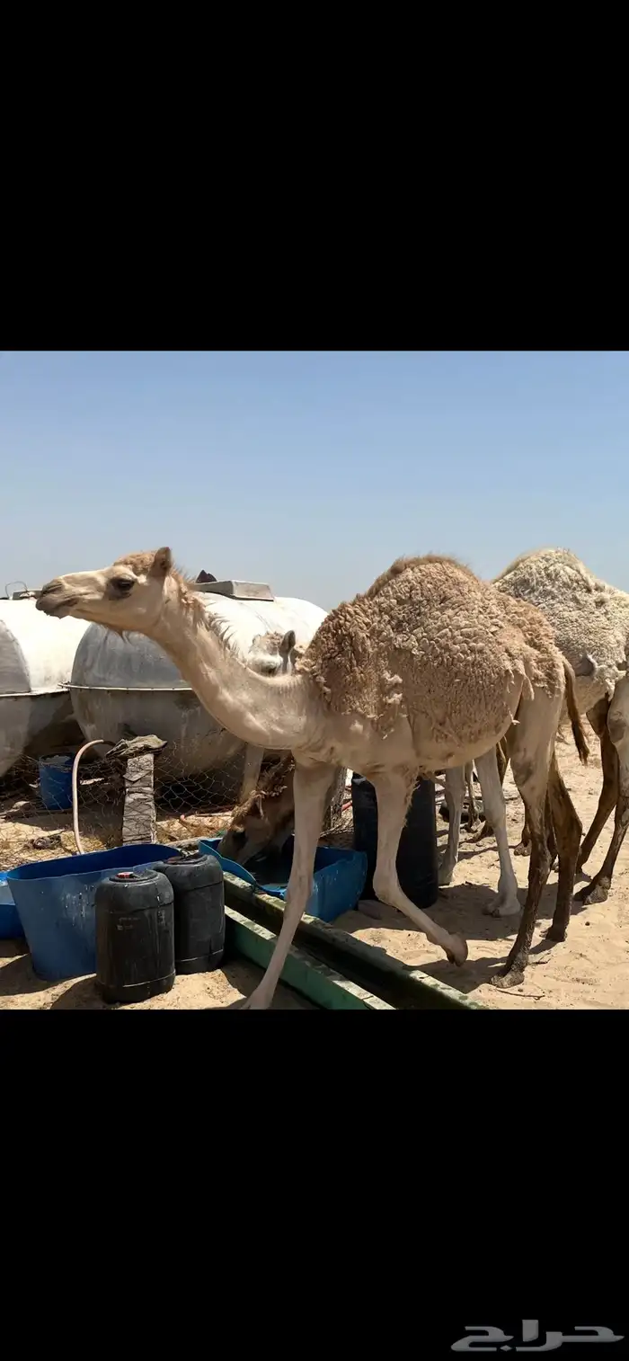 نياق 0
