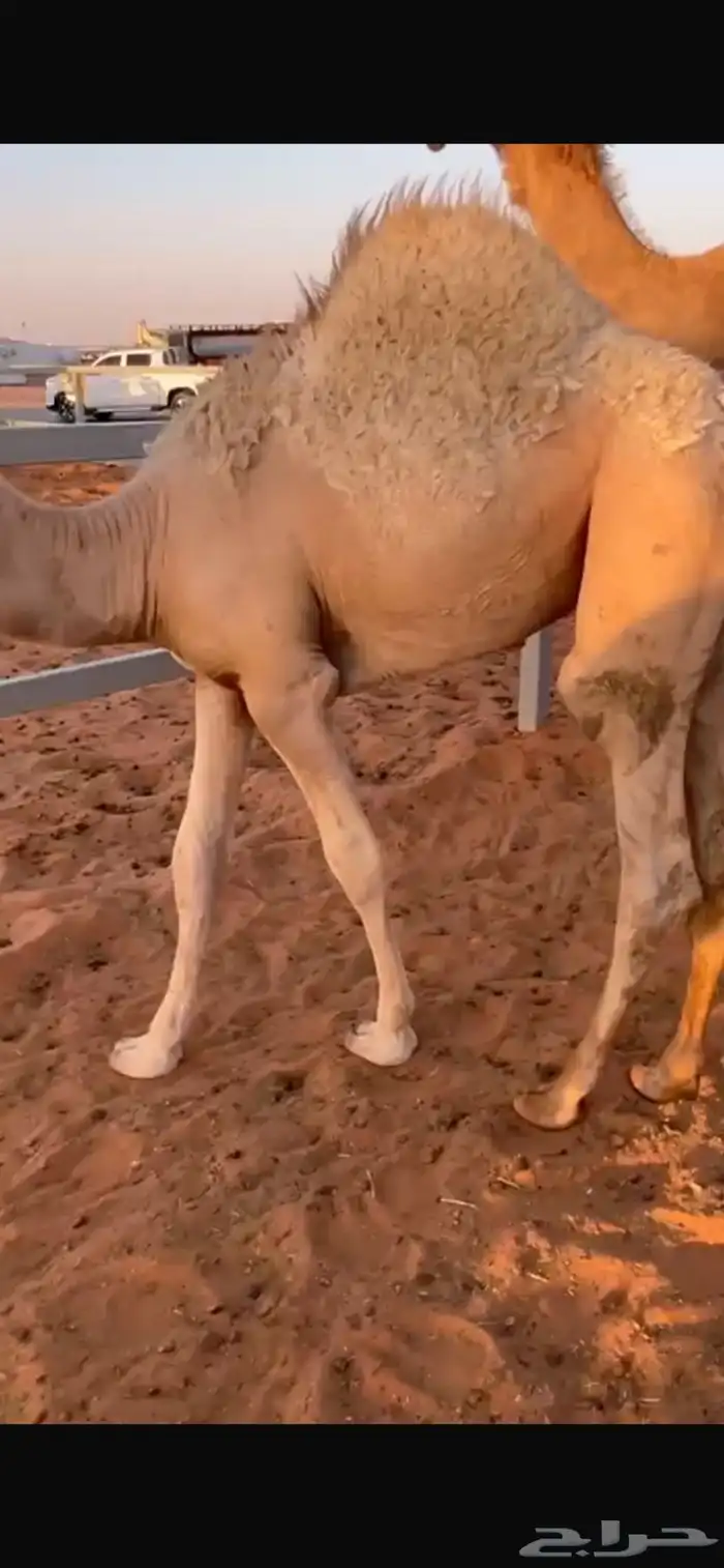 حاش 2
