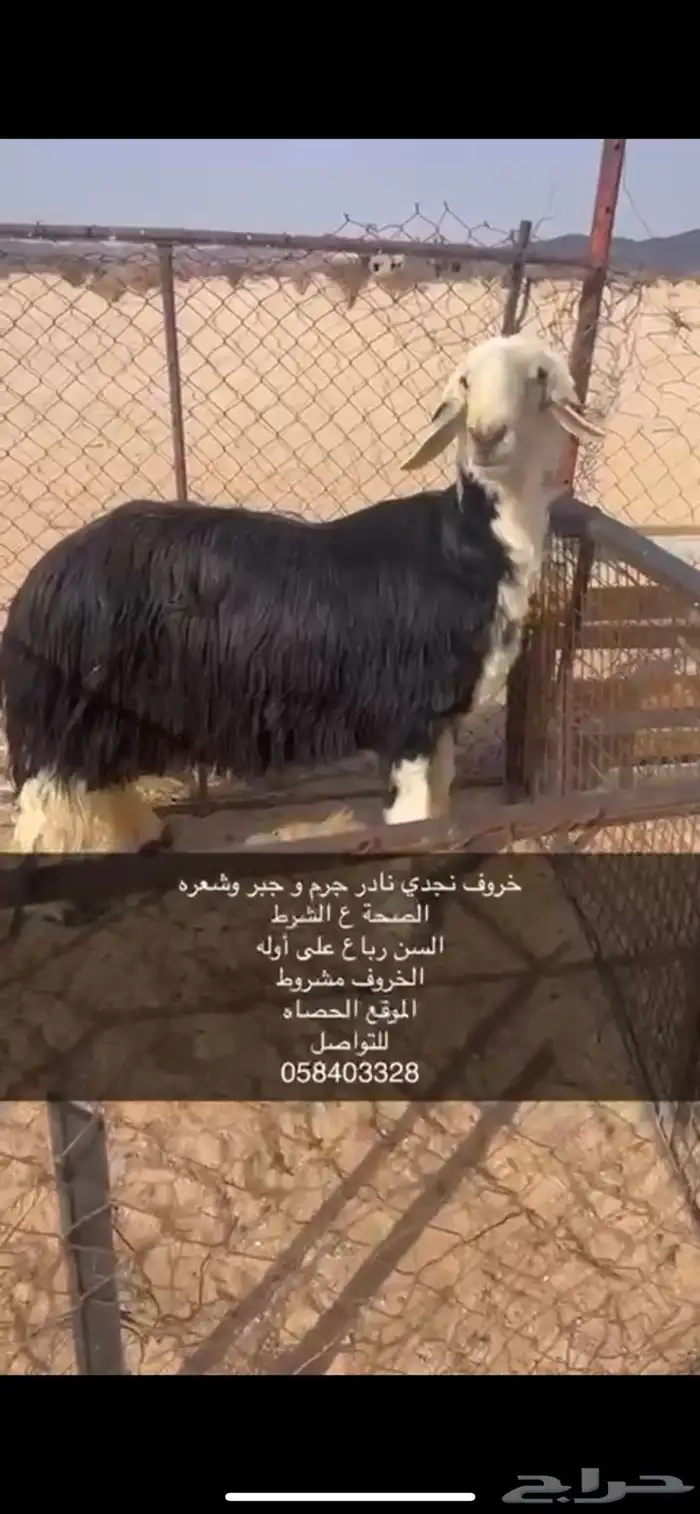 فحل نجدي حارر 2
