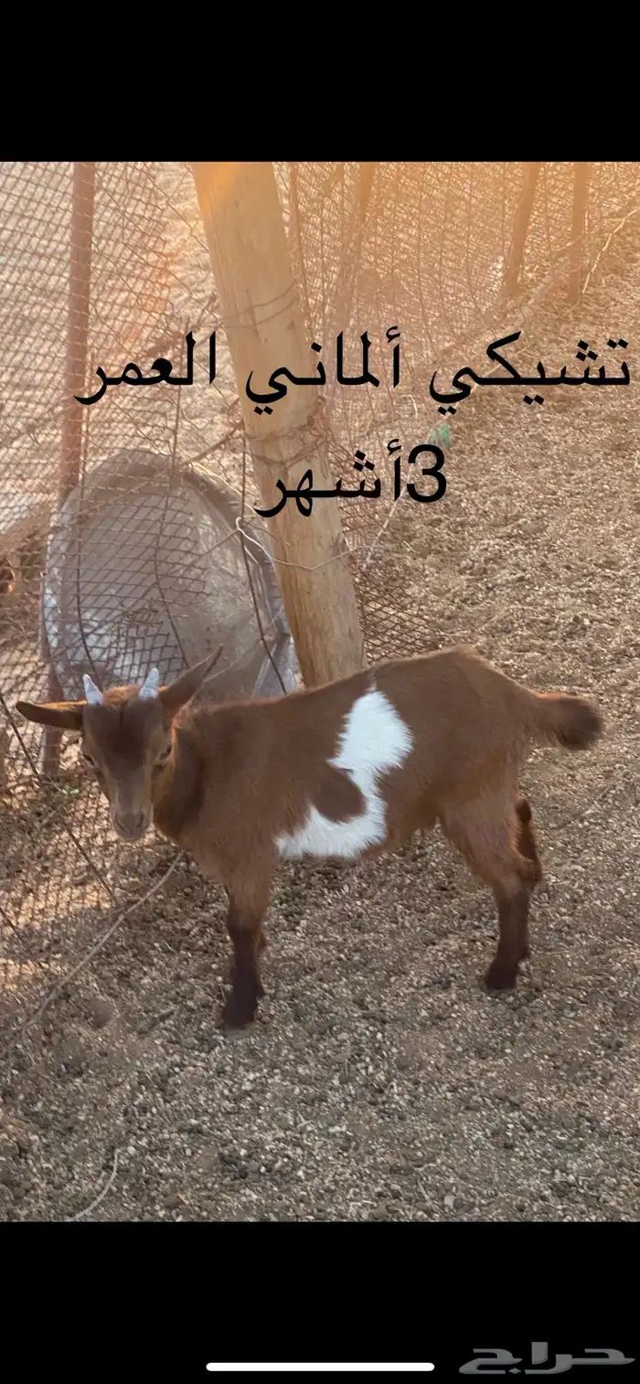 تيوس قزميه 6