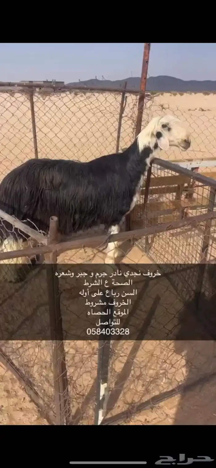 فحل نجدي حارر 1