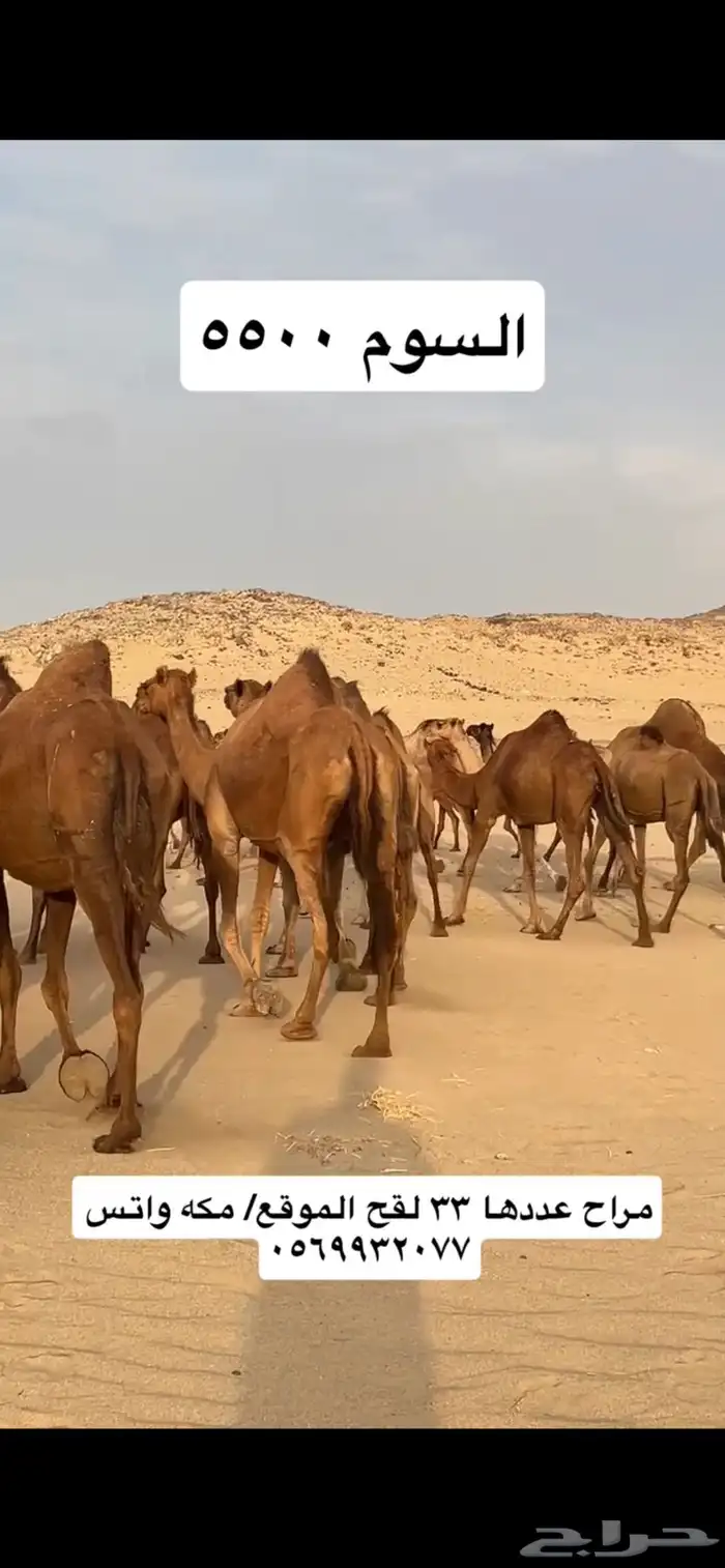 ابل نياق سواحل(( تم البيع )) 6