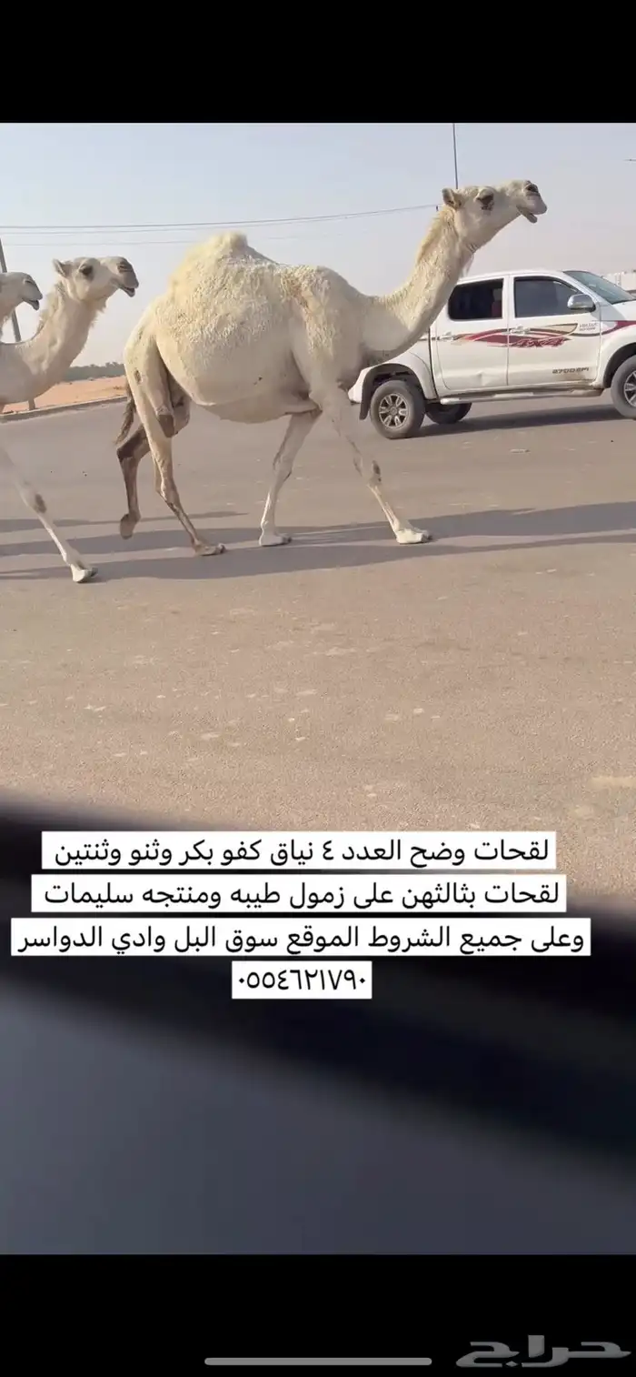 نياق لقحات وضح العدد 4 0