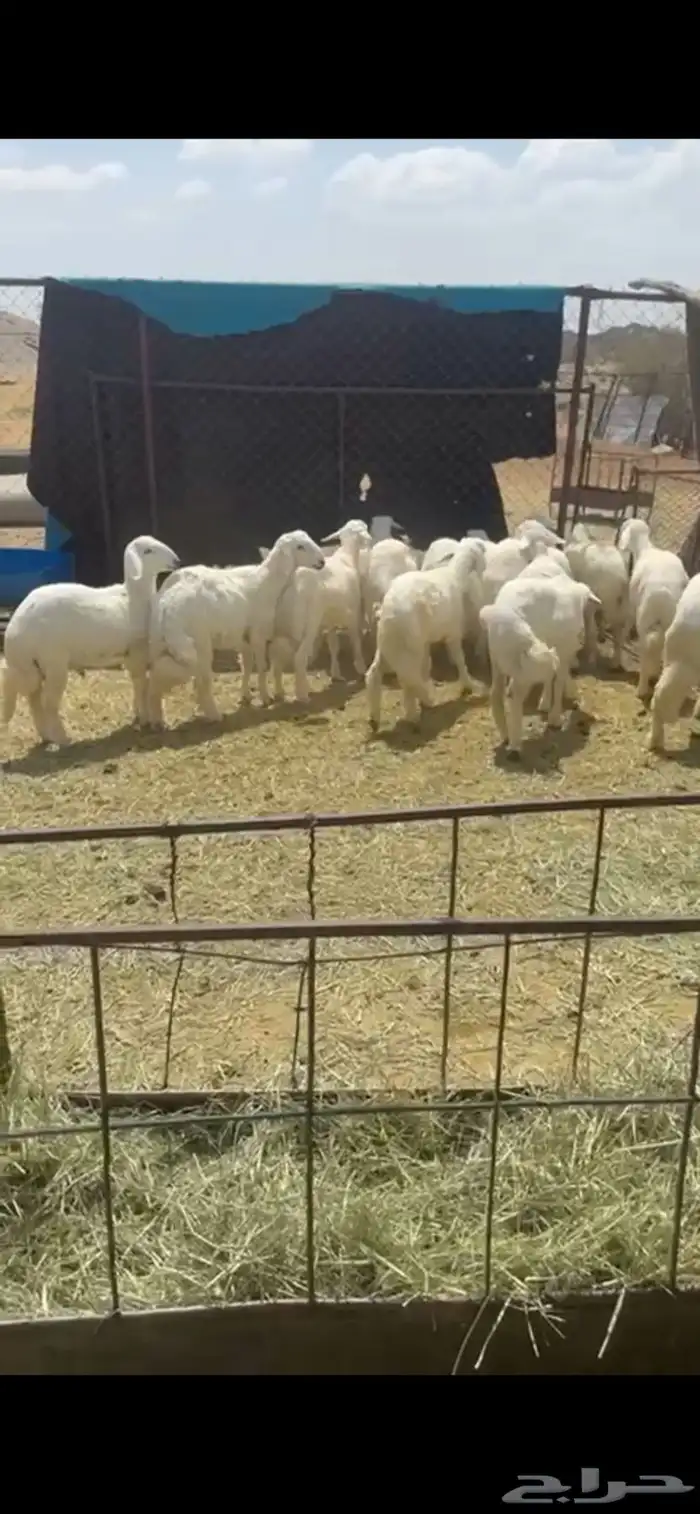 للبيع 14خروف مراح 0