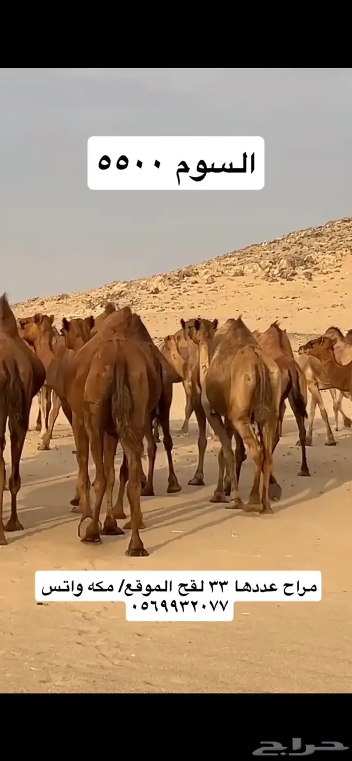 ابل نياق سواحل(( تم البيع )) 13
