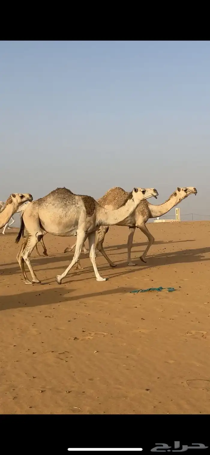 ناقه لقاح 0